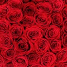 a guide to red roses Landscaper Dallas